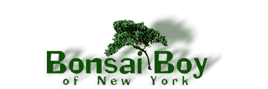 Bonsai Boy of New York